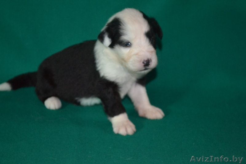 бобтейлы в Витебске - Изображение #2, Объявление #1335902