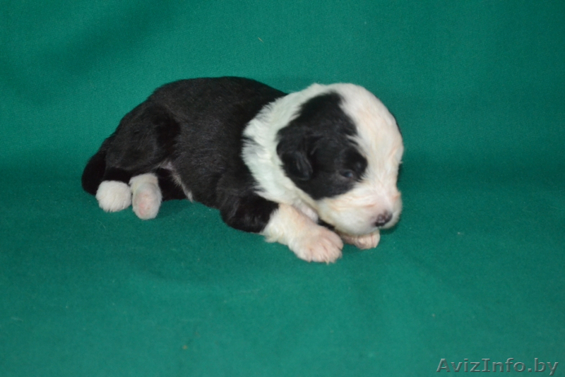 бобтейлы в Витебске - Изображение #5, Объявление #1335902