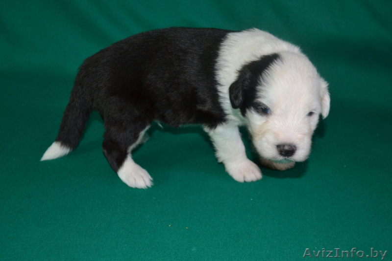 бобтейлы в Витебске - Изображение #6, Объявление #1335902