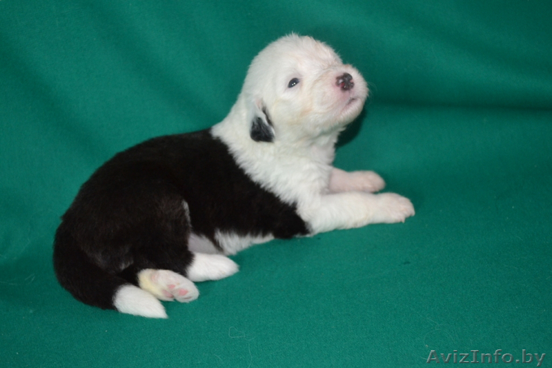 бобтейлы в Витебске - Изображение #7, Объявление #1335902