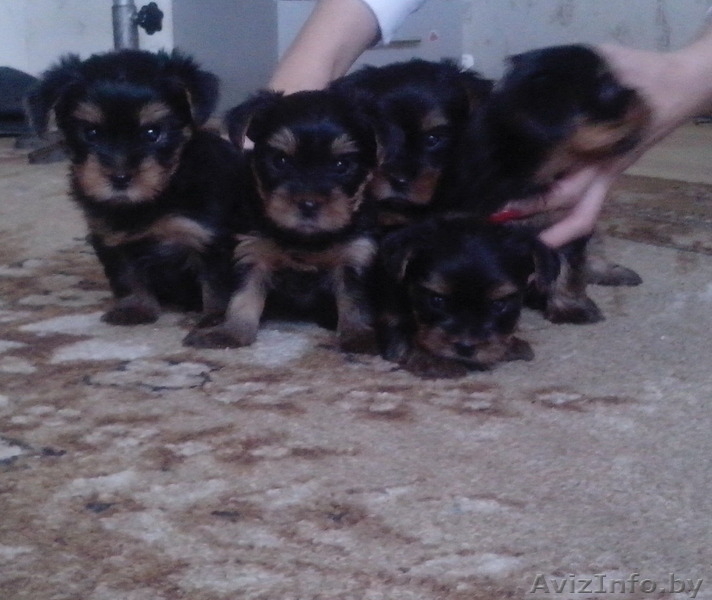 Щенки йоркширского терьер - Изображение #4, Объявление #1342696