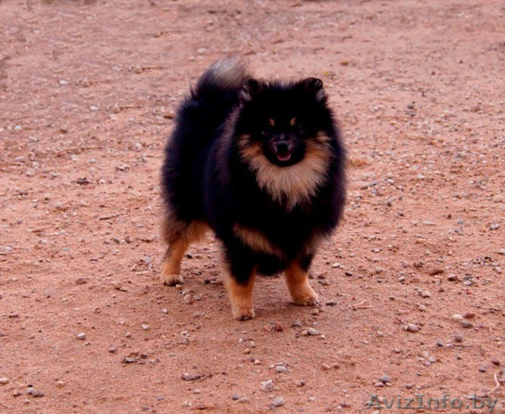 Малый шпиц черно-подпалого окраса - Изображение #3, Объявление #1347228