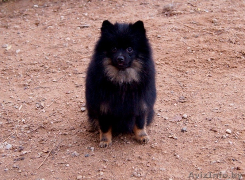 Малый шпиц черно-подпалого окраса - Изображение #2, Объявление #1347228