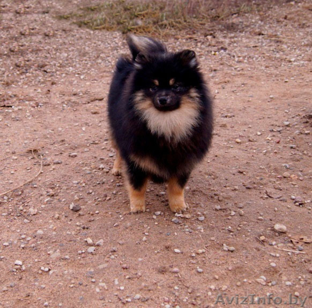 Малый шпиц черно-подпалого окраса - Изображение #1, Объявление #1347228