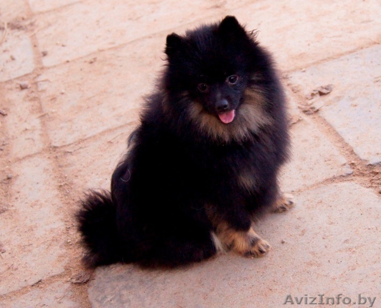 Малый шпиц черно-подпалого окраса - Изображение #4, Объявление #1347228