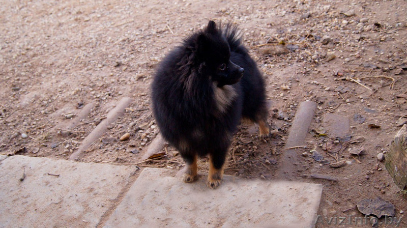 Малый шпиц черно-подпалого окраса - Изображение #7, Объявление #1347228