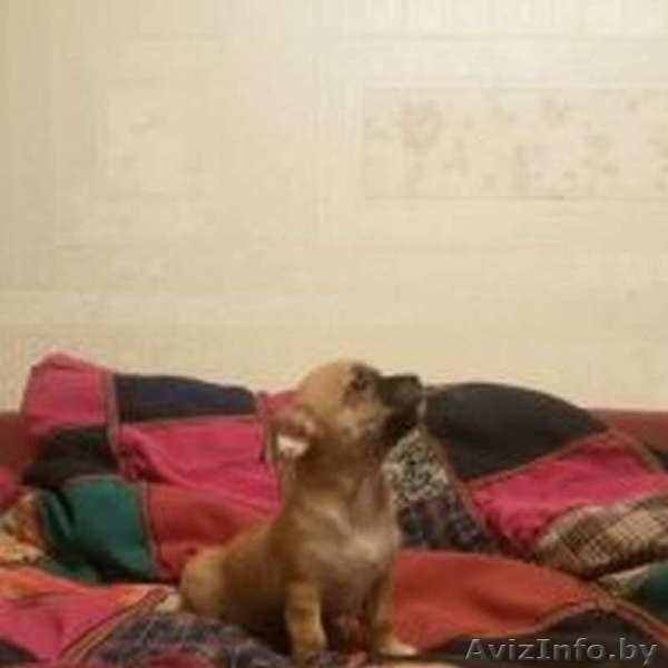 Замечательный щенок чихуа-хуа - Изображение #1, Объявление #1355844