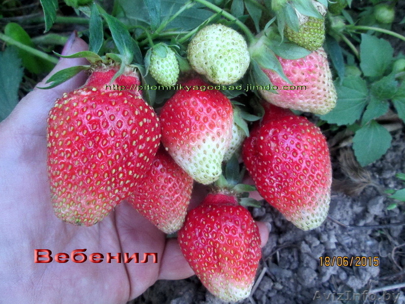 Саженцы клубники в Белоруссии -50 лучших сортов  - Изображение #7, Объявление #856144