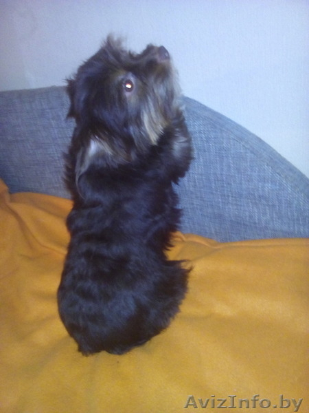 Срочно продам очень красивого мальчика биро йоркширского терьера - Изображение #1, Объявление #1366033