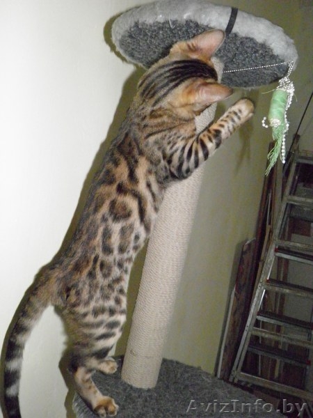 Приобретите себе домашнего леопарда  - Изображение #3, Объявление #1392468