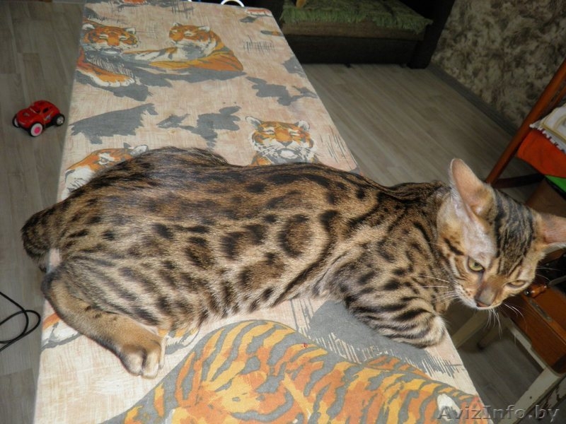 Приобретите себе домашнего леопарда  - Изображение #2, Объявление #1392468