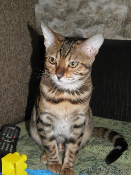 Приобретите себе домашнего леопарда  - Изображение #1, Объявление #1392468