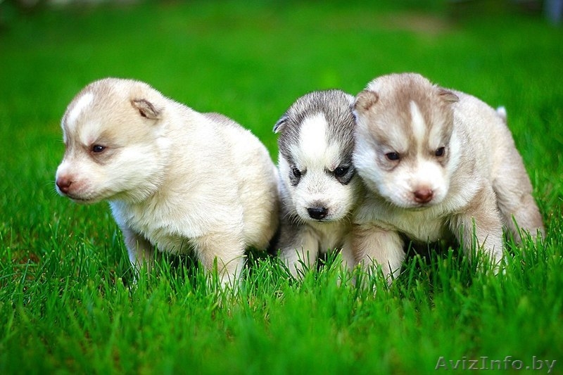 щенки хаски милые высокопородистые - Изображение #1, Объявление #1488926