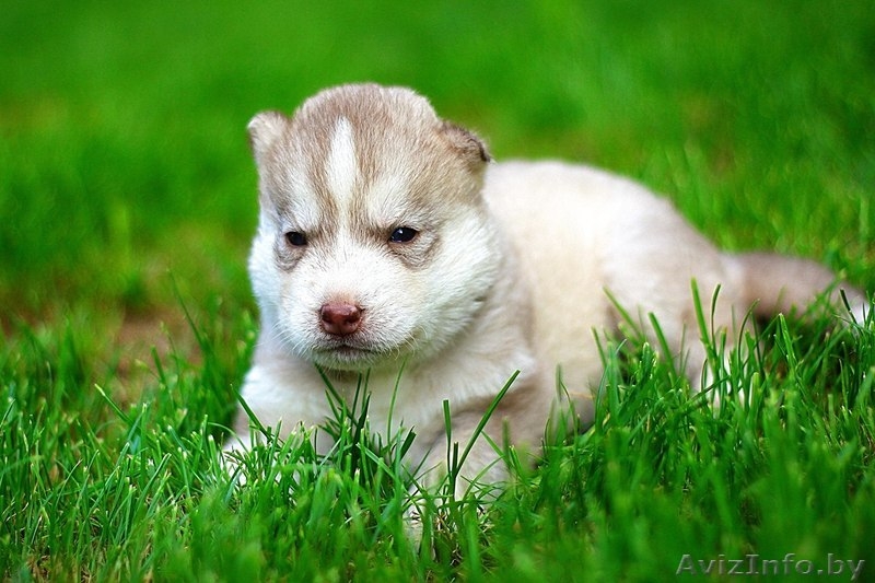 щенки хаски милые высокопородистые - Изображение #2, Объявление #1488926