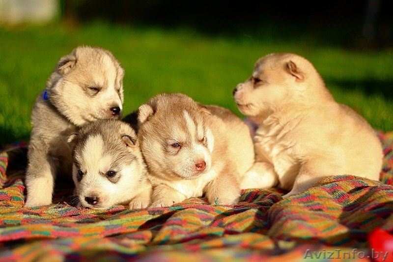 щенки хаски милые высокопородистые - Изображение #3, Объявление #1488926