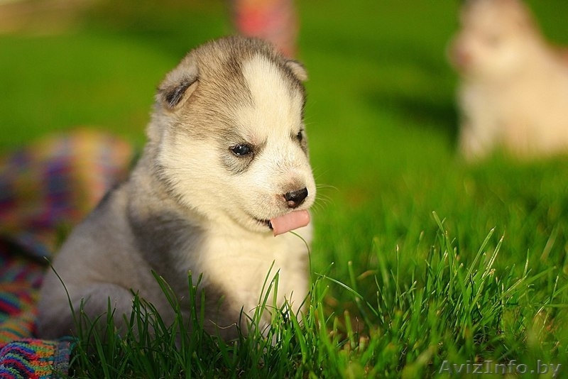 щенки хаски милые высокопородистые - Изображение #5, Объявление #1488926