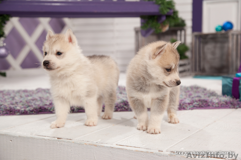 высокопородные шикарные щенки Хаски с шикарной родословной - Изображение #3, Объявление #1488927