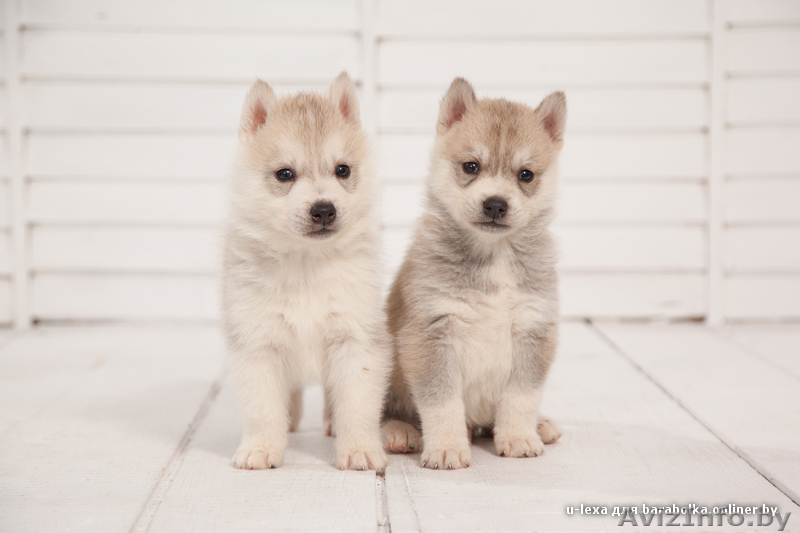 высокопородные шикарные щенки Хаски с шикарной родословной - Изображение #4, Объявление #1488927
