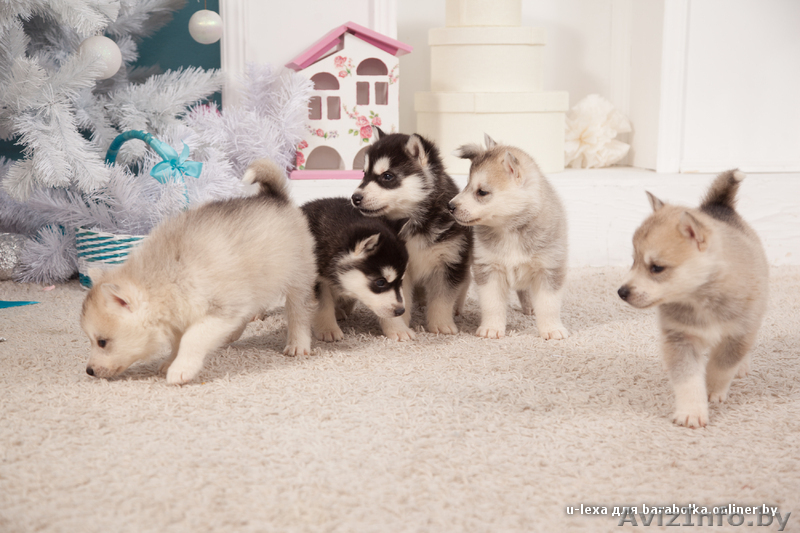 высокопородные шикарные щенки Хаски с шикарной родословной - Изображение #5, Объявление #1488927