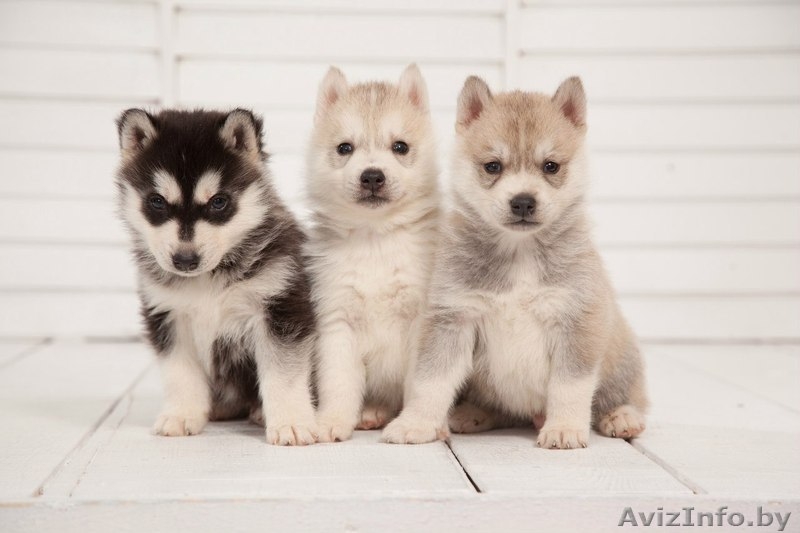 высокопородные шикарные щенки Хаски с шикарной родословной - Изображение #6, Объявление #1488927