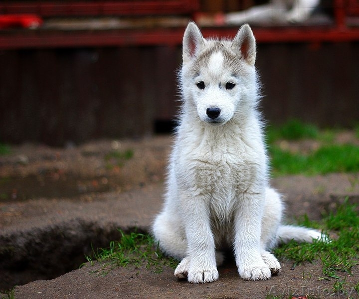 хаски всех окрасов в Витебске - Изображение #5, Объявление #1488928