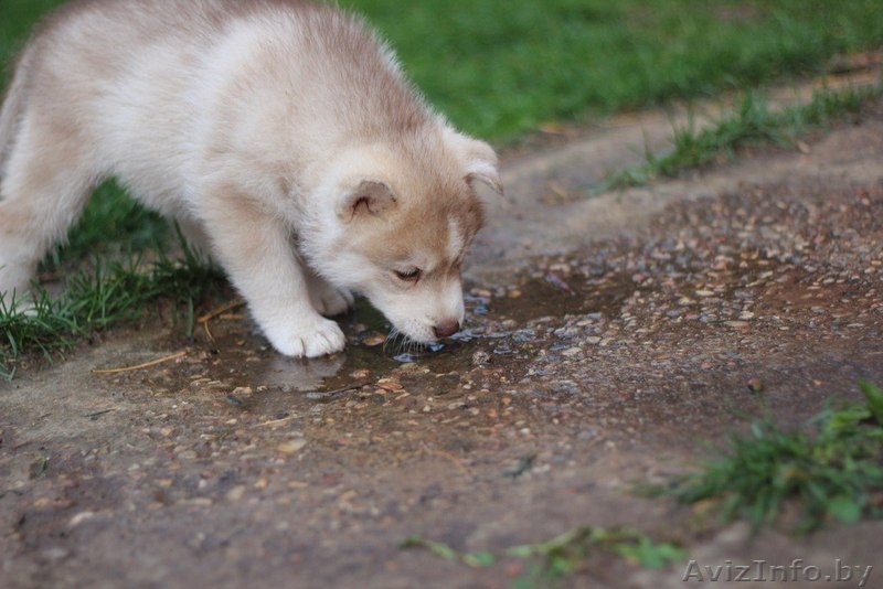 хаски всех окрасов в Витебске - Изображение #8, Объявление #1488928