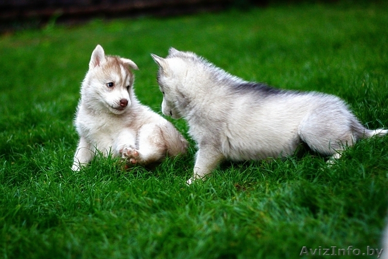 хаски всех окрасов в Витебске - Изображение #9, Объявление #1488928