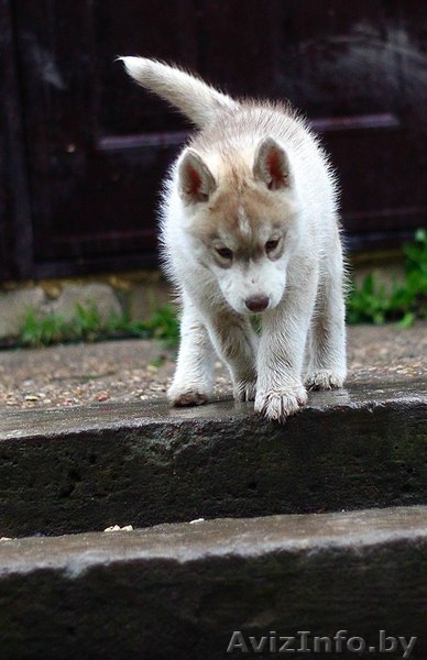 хаски всех окрасов в Витебске - Изображение #10, Объявление #1488928
