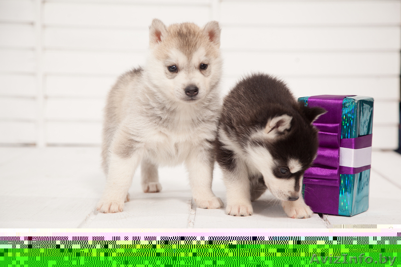 голубоглазые хаски от питомника LEKDEIRI - Изображение #1, Объявление #1488932