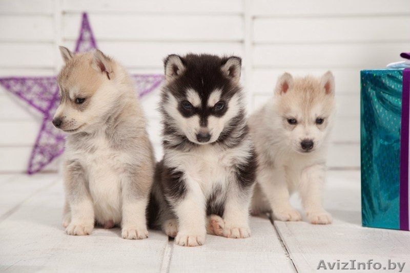 голубоглазые хаски от питомника LEKDEIRI - Изображение #3, Объявление #1488932