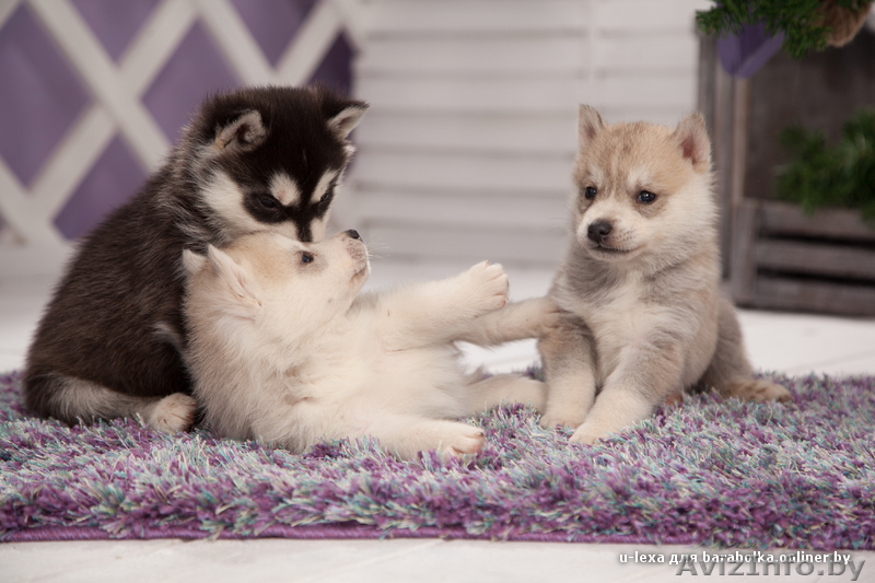 голубоглазые хаски от питомника LEKDEIRI - Изображение #4, Объявление #1488932