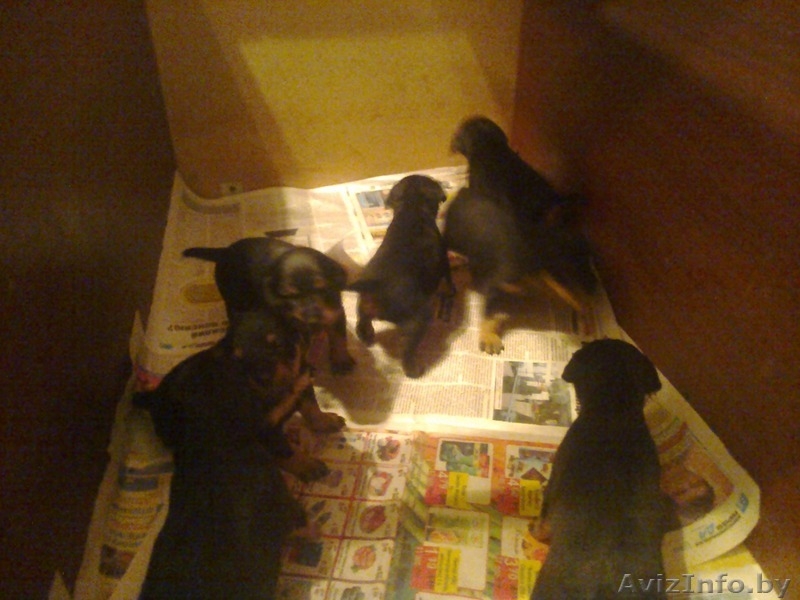 ягд-терьера щенки от породистых родителей - Изображение #2, Объявление #1514478