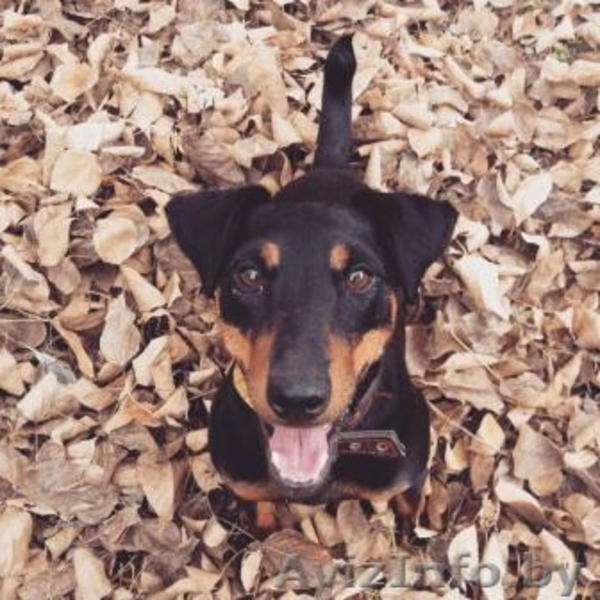 ягд-терьера щенки от породистых родителей - Изображение #1, Объявление #1514478