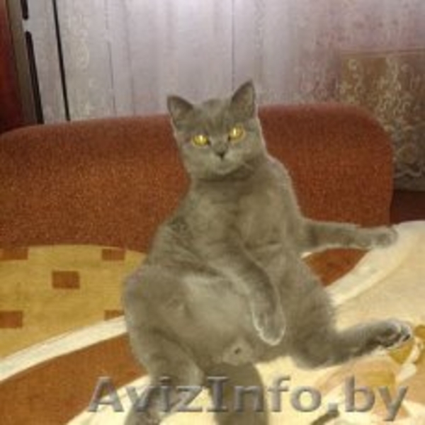 вязка шотландских котов - Изображение #2, Объявление #1571407