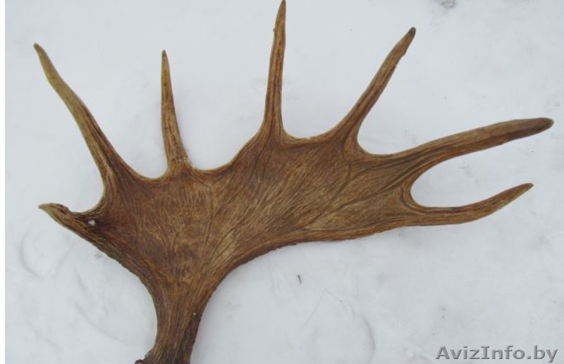 Дорого куплю рога лося, оленя, сайгака.Звоните - Изображение #2, Объявление #1589711