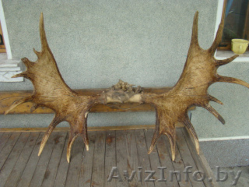 Продайте выгодно рога лося оленя в Витебске нам.Звоните сегодня - Изображение #1, Объявление #1595036
