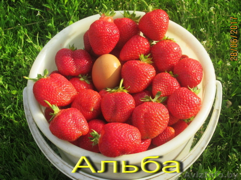 Саженцы клубники в Белоруссии -50 лучших сортов  - Изображение #9, Объявление #856144