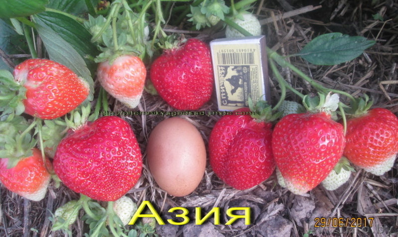 Саженцы клубники в Белоруссии -50 лучших сортов  - Изображение #8, Объявление #856144