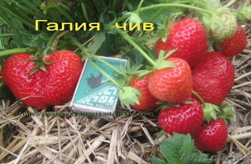 Саженцы  клубники  г.Витебск -  Беларусь - Изображение #9, Объявление #1024261