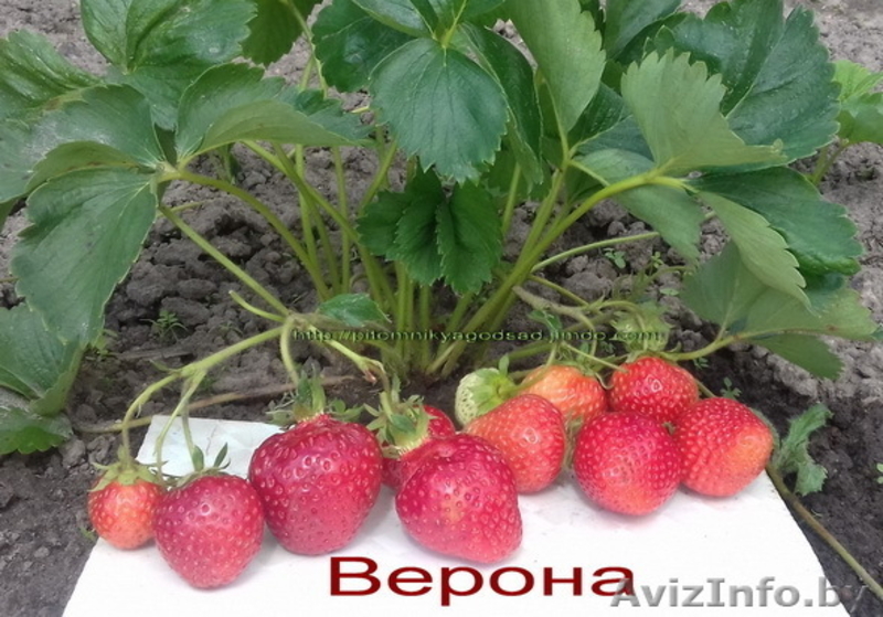 Саженцы  клубники  г.Витебск -  Беларусь - Изображение #8, Объявление #1024261