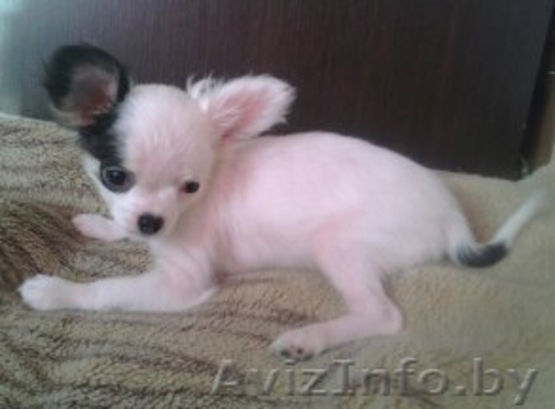 чихуахуа щенок девочка - Изображение #1, Объявление #1618898