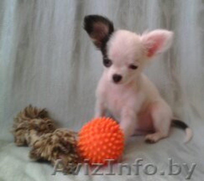 чихуахуа щенок девочка - Изображение #3, Объявление #1618898