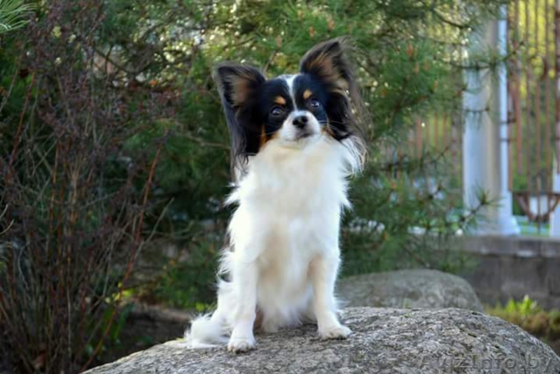 вязка чихуахуа - Изображение #1, Объявление #1618899