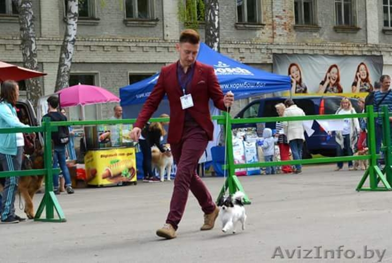 вязка чихуахуа - Изображение #3, Объявление #1618899