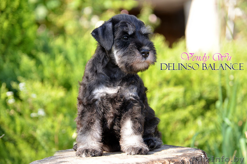 Элитные щенки цвергшнауцера, черного с серебром окраса - Изображение #2, Объявление #1633182