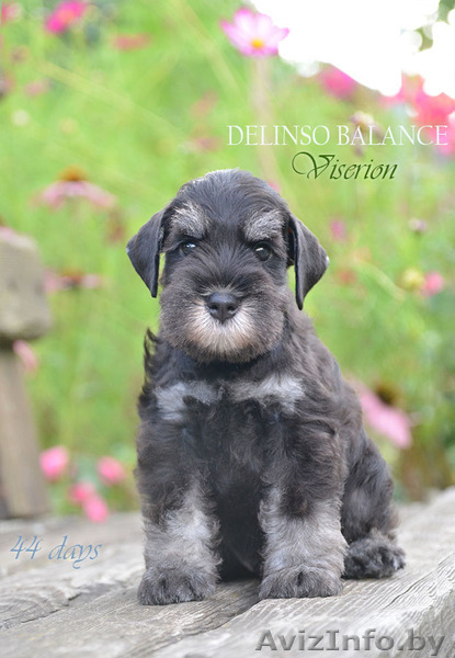 Элитные щенки цвергшнауцера, черного с серебром окраса - Изображение #3, Объявление #1633182