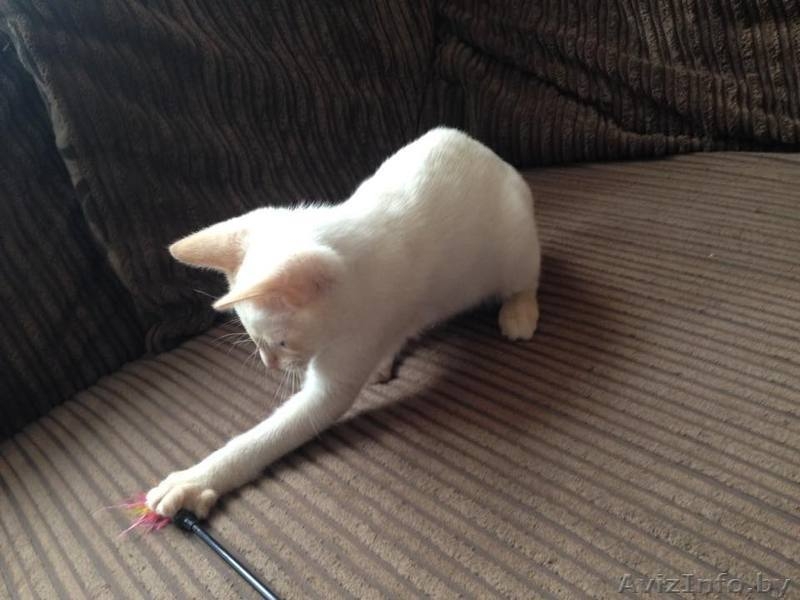 Продаем Котят Меконгский Бобтейл - Изображение #1, Объявление #1637895