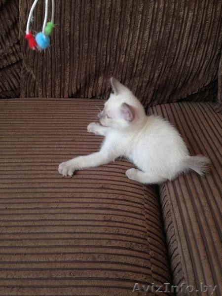 Продаем Котят Меконгский Бобтейл - Изображение #3, Объявление #1637895