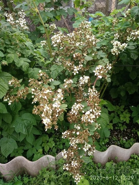 Ежевика, саженцы - Изображение #3, Объявление #1685645